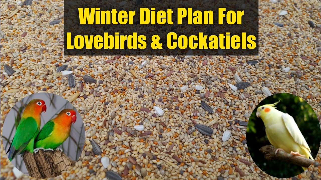Best Winter Mix Seed For Lovebirds & Cockatiels Complete Process