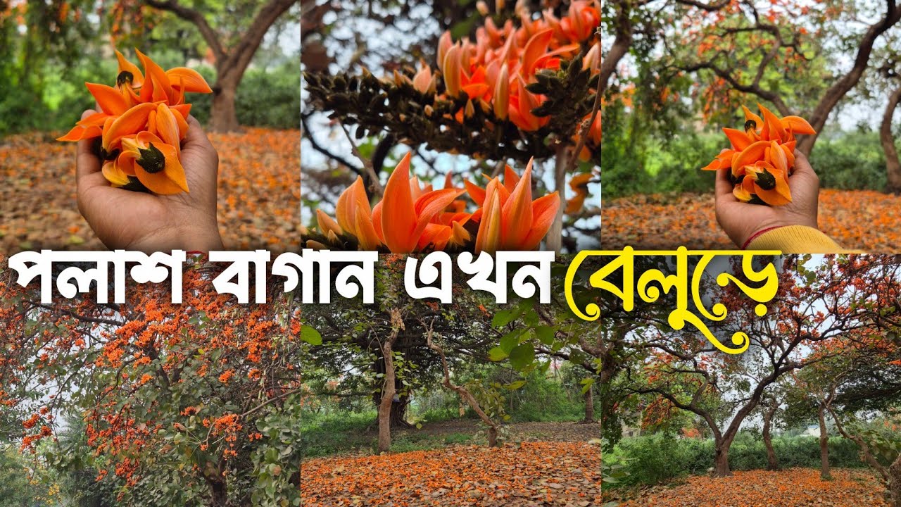 পলাশ বাগান এখন বেলড়ে । বেলুড় পলাশ বাগান । Belur Polash Bagan .. Bosonto Utsab