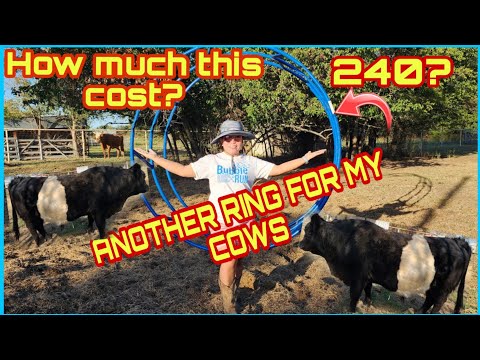 ANOTHER HAY RING FOR WILBUR BULL OUR COW
