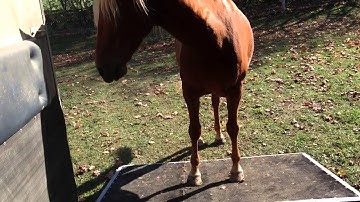 Clicker Training for Trailer Loading, day 2 session 3