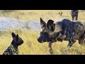 Robotic spy puppy meets wild dogs