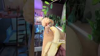 Znikn