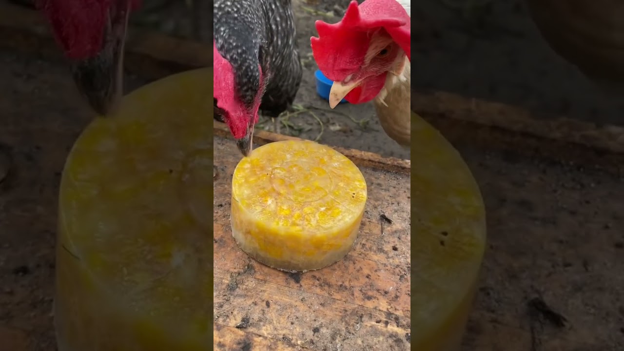 Cute chickens eating an ice block with corn! 