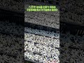 구절초 꽃을 말리다