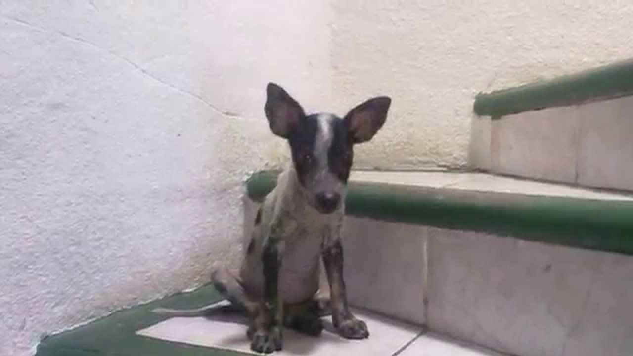 rescate venezuela La historia de Raya..una perrita que cambio mi vida