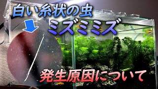 水槽のガラス面にいる白い糸状の虫 ミズミミズ の発生原因について Youtube 水槽のガラス面にいる白い糸状の虫 ミズミミズ の発生原因について Youtube