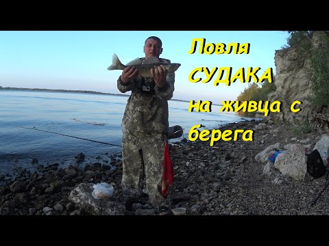 Ловля судака с берега на живца. Оснастка донки на судака на живца.