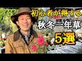 【これ植えなきゃ】必ず植えて欲しい秋冬の草花一年草ランキング発表