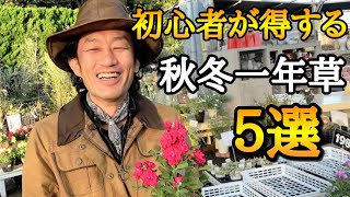 【これ植えなきゃ】必ず植えて欲しい秋冬の草花一年草ランキング発表