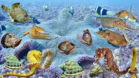 Bắt Được Cá Ngựa Mực Nang Bạch Tuộc, Bữa Ăn Trưa Của Thợ Lặn Cực Kỳ Hấp Dẫn | Cảnh 86