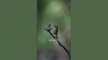 فَلَا تَقُل لَّهُمَا أُفٍّ وَلَا تَنْهَرْهُمَا وَقُل لَّهُمَا قَوْلًا كَرِيمًا المنشاوي سورة الإسراء
