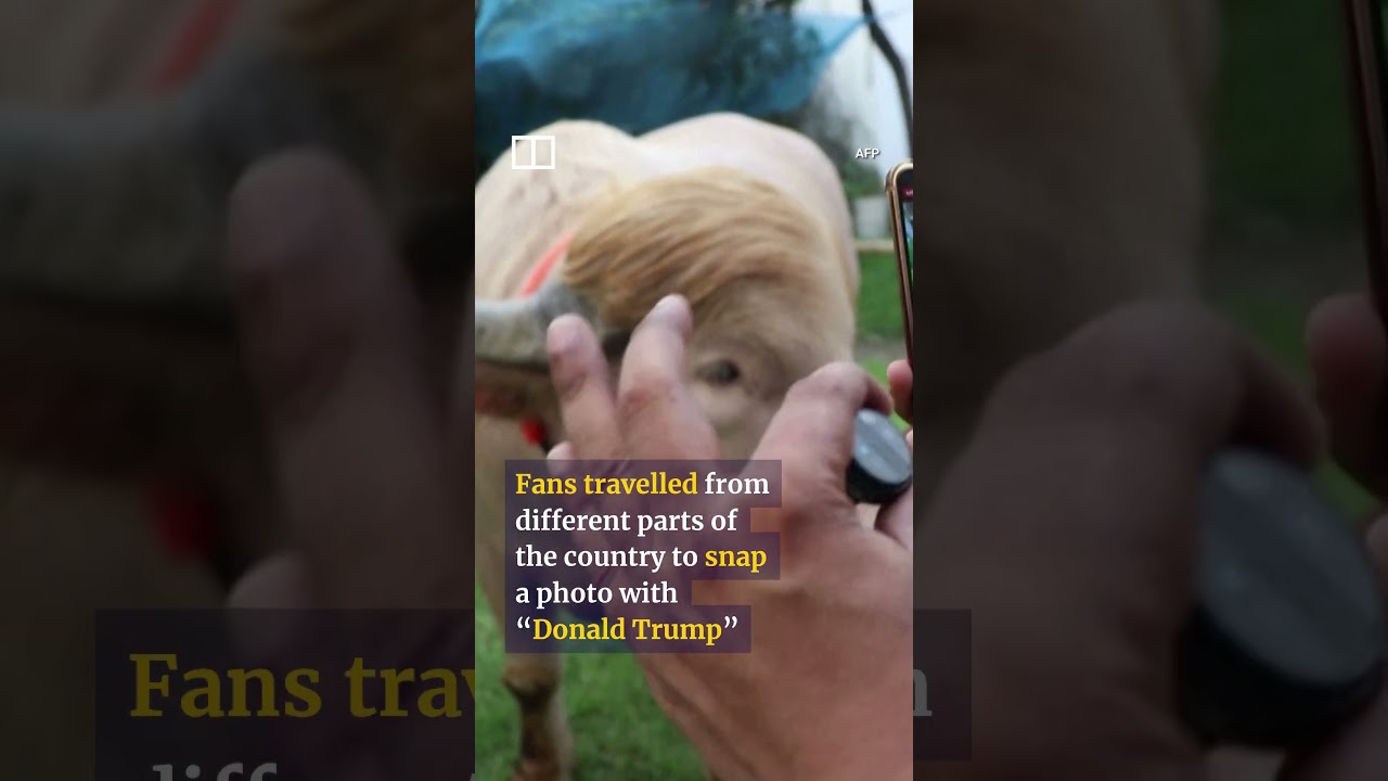 Rare albino buffalo in Bangladesh draws crowds over ‘resemblance’ to Trump