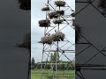 INCREDIBLE Bird Nest Found in Most UNEXPECTED Location | What To Do When Birds Choose YOUR Property