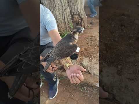 طائر الباز المغربي