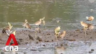 Rising seas and warming weather threaten vulnerable native flora and fauna in Singapore screenshot 2