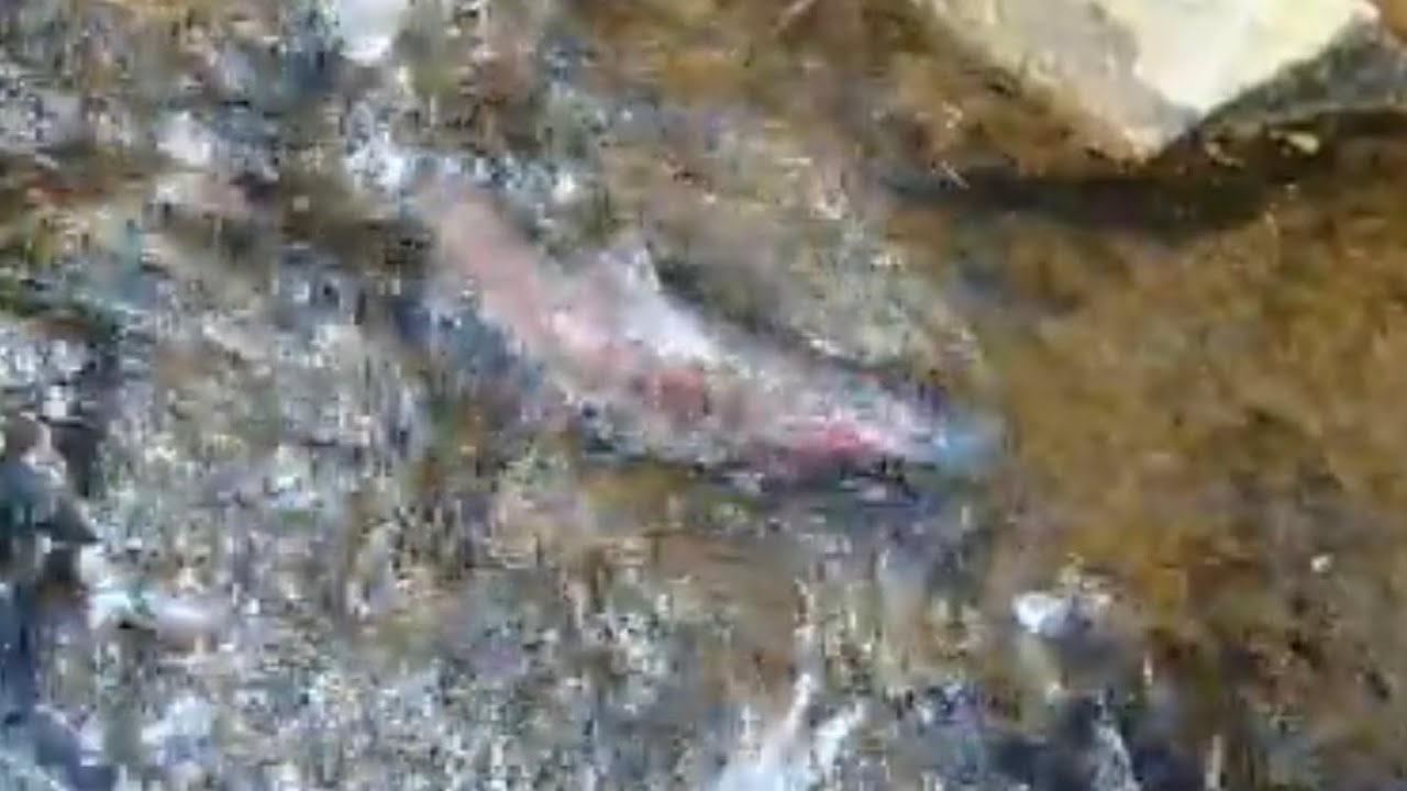 Fly Fishing The Fryingpan River and the Fork (Hog Lost)