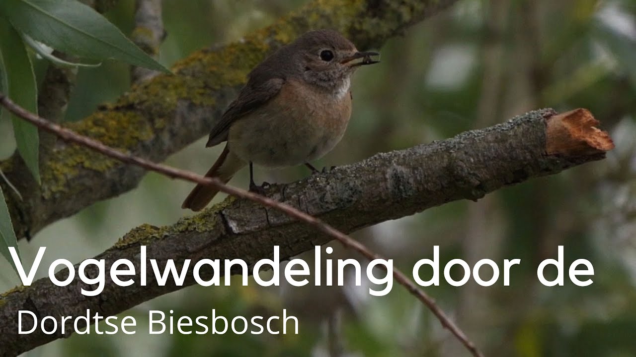 Vogelwandelling door de Dordtse Biesbosch 