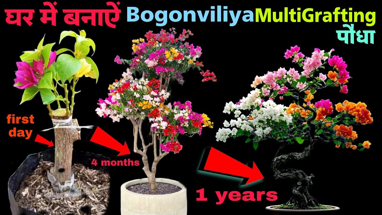 Bogonviliya multiple grafting 
