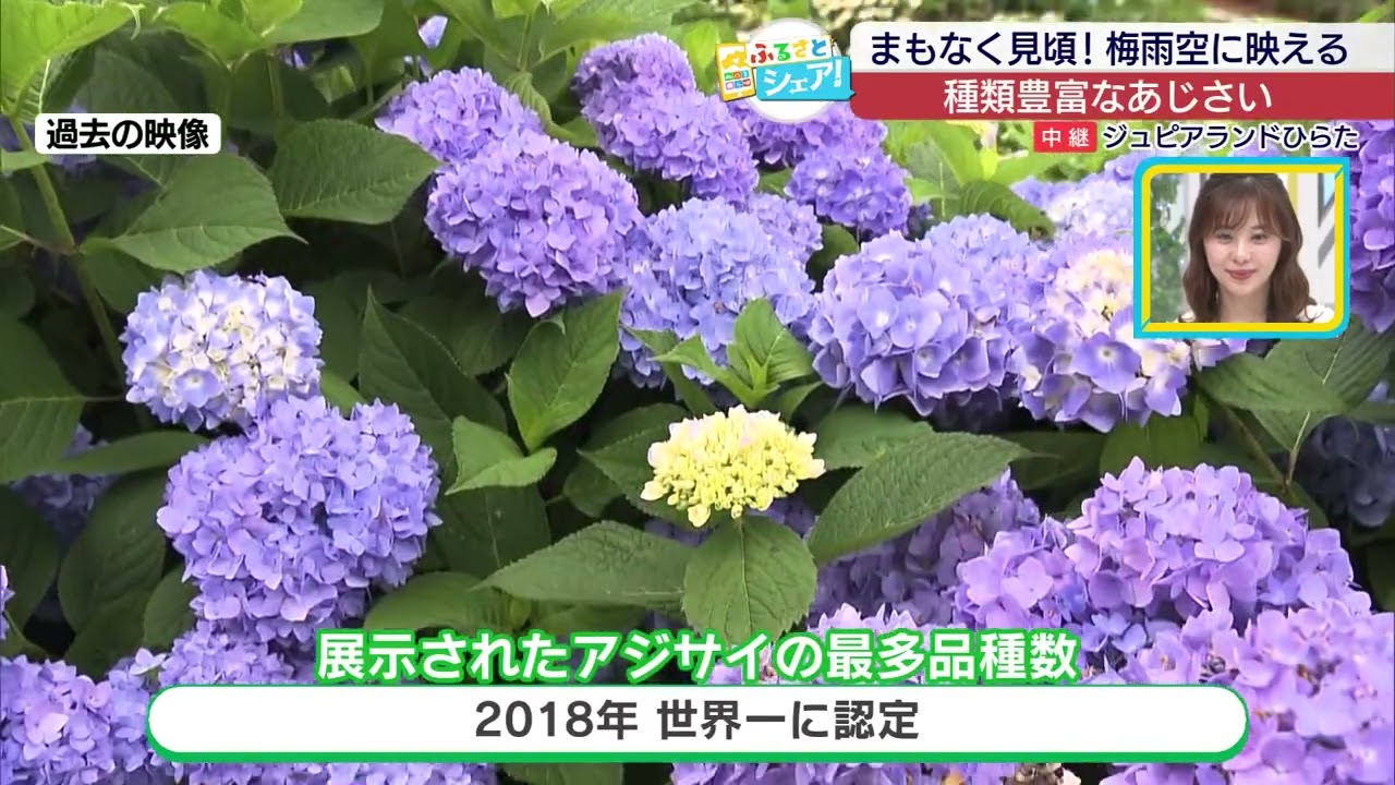 ふるさとシェア】平田村 まもなく見頃!梅雨空に映える種類豊富な