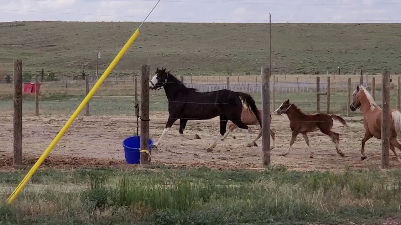 American Morgan Horses-2020 Mares and foals at play
