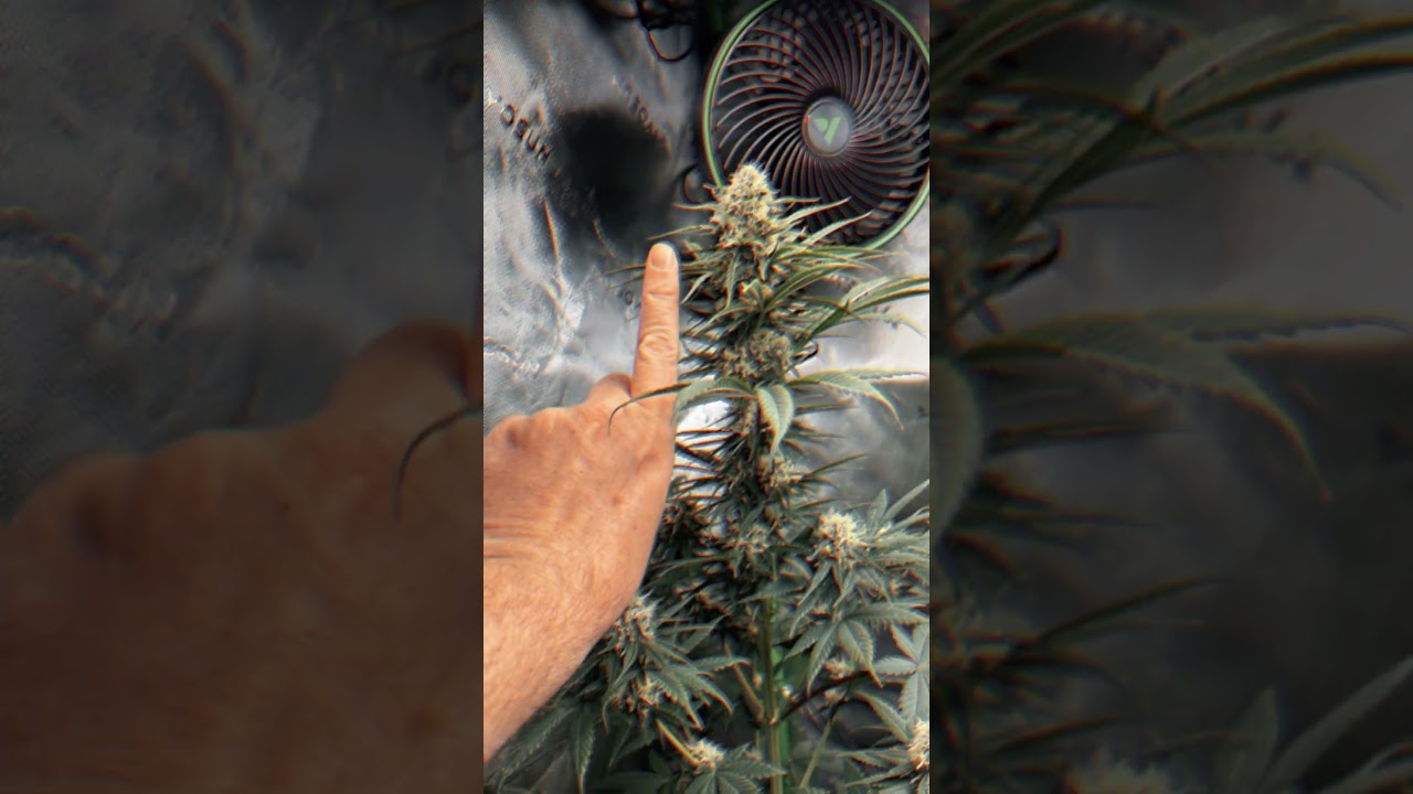 Lemon Mandarin & Zkittlez 2.0 Orange 🍊 küsst Bonbon 🍬