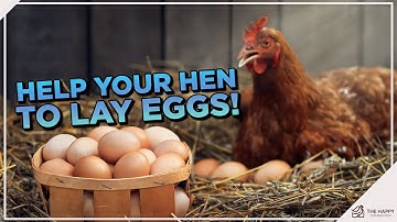 How to Make Chickens Lay Eggs?