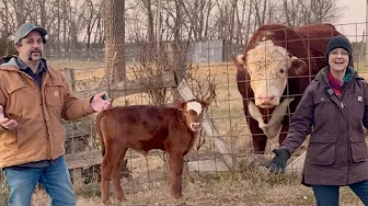 He’s Finally A Father!  New Calf Born in our Barn.