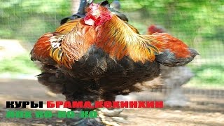 КУРЫ Брама,Кохинхин в ЛПХ Ко-Ко-Ко® видео СЕЛЬСКОЕ ПОДВОРЬЕ » 2017 » Декабрь