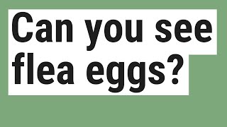 Can you see flea eggs? Are Flea Eggs Black Or White