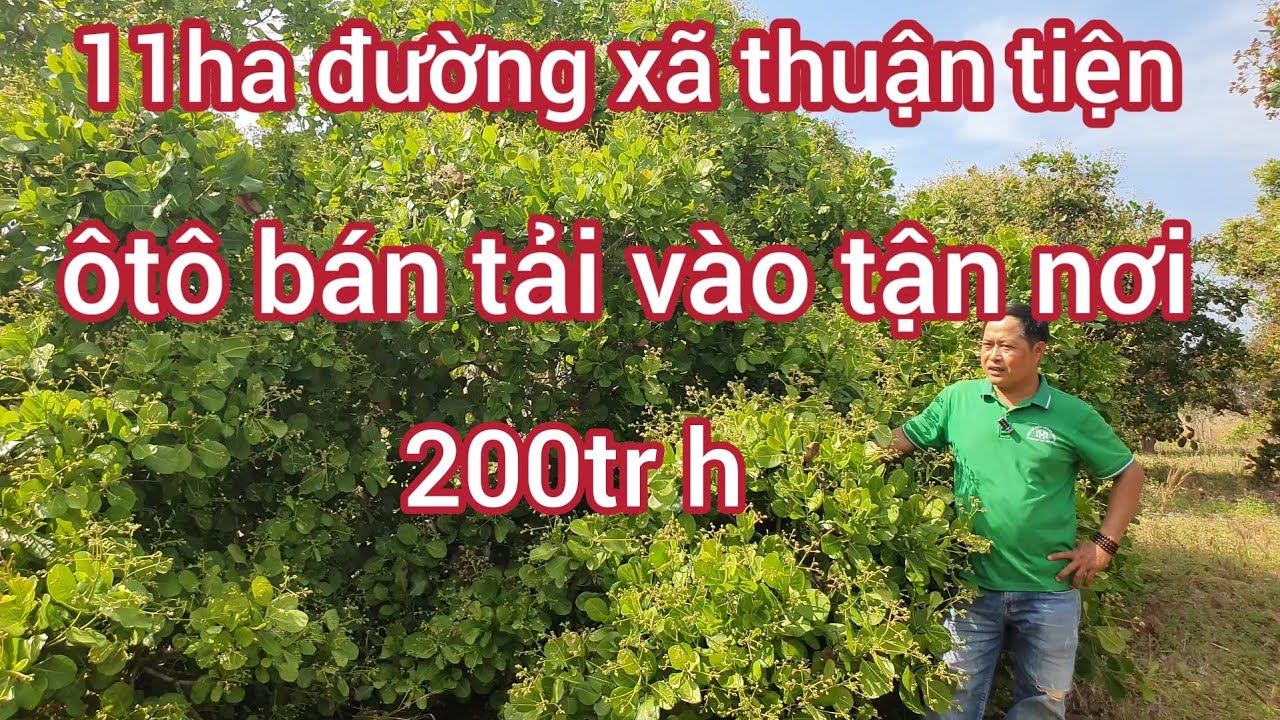 Cần nhượng lô điều khoảng 11ha đất đẹp trồng được sầu riêng cà phê đường xã thuận tiện 