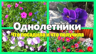 Цветы- однолетники. Что сажаем и что получаем в итоге.