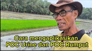 Cara mengaplikasikan POC URINE dan POC RUMPUT pada lahan sawah#petanibunga 