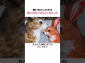 猫がウサギをなめてあげると起きること