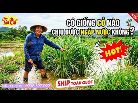 Top 1 Giống Cỏ Chịu Ngập Nước Chịu Phèn Tốt Nhất Hiện Nay