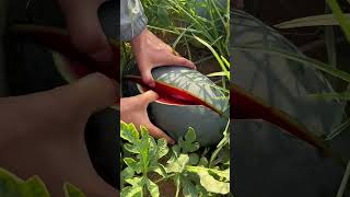 Black Fresh watermelons Cutting asmr 😱 So Sweet #farming #asmr #watermelon
