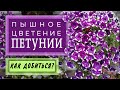 🌺✂️Хотите ПЕТУНИЮ, цветущую как водопад?Прищипывайте и режьте -НЕ жалейте ,даже в молодом возрасте.