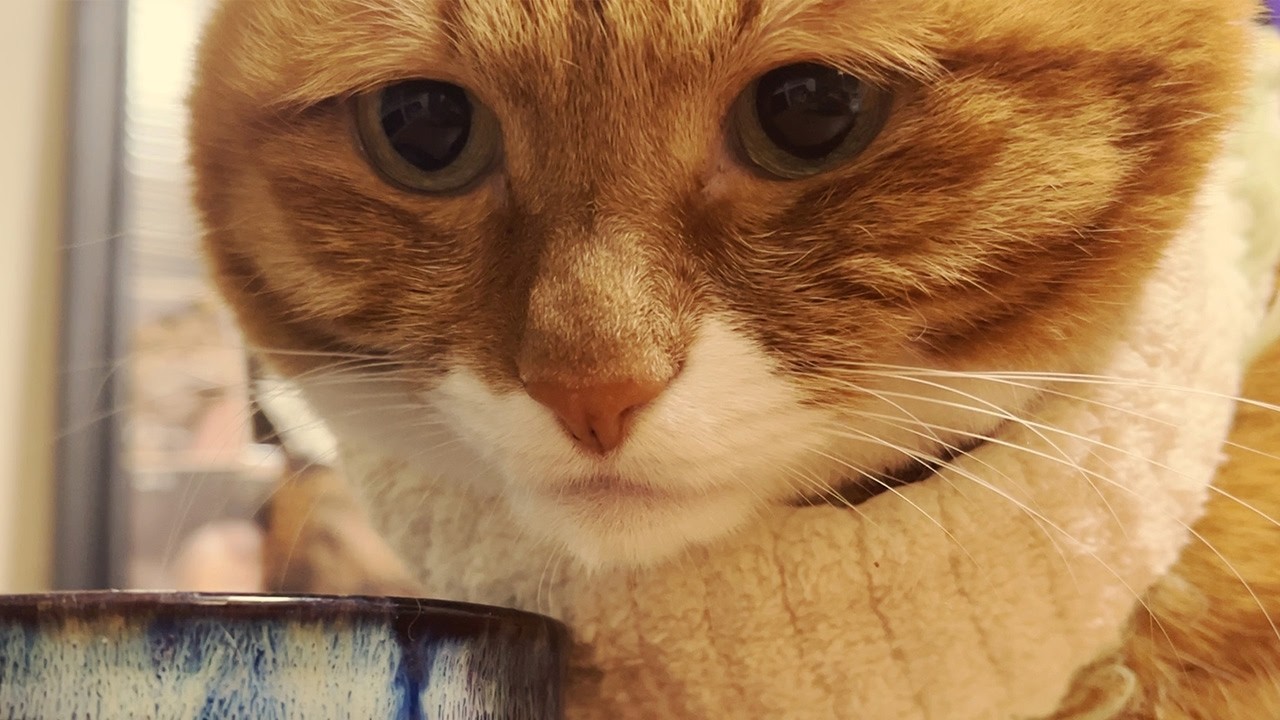 “只要我不停地暗示就一定会有新的罐罐”