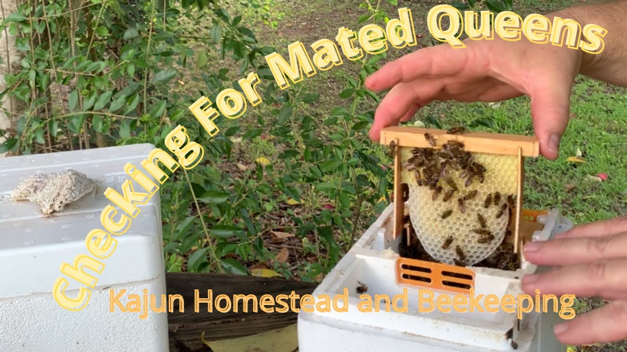 Mini Mating Nuc Queen Check #minimatingnuc #queencheck #beekeeping  #queenrearing #honeybees