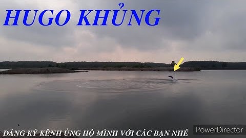 Quay lại đầm củ huyền thoại dính cá chẽm khổng lồ || Super big Barramundi || Thiên Nhiên Muôn Loài