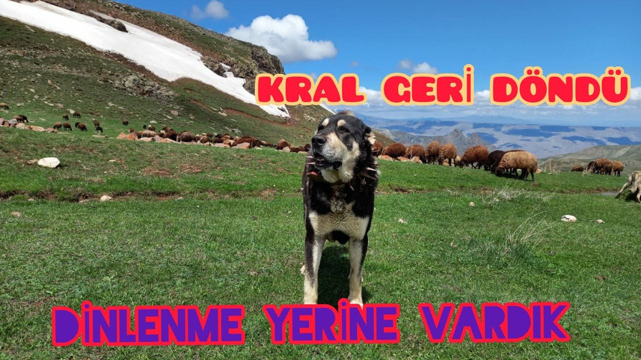 BEŞO GELDİ ARTIK--BÜYÜK ŞELALENİN GÖLGESİNDE KOYUN OTARIYORUZ--BİKAÇ GÜNLÜK DİNLENME YERİNE ULAŞTIK