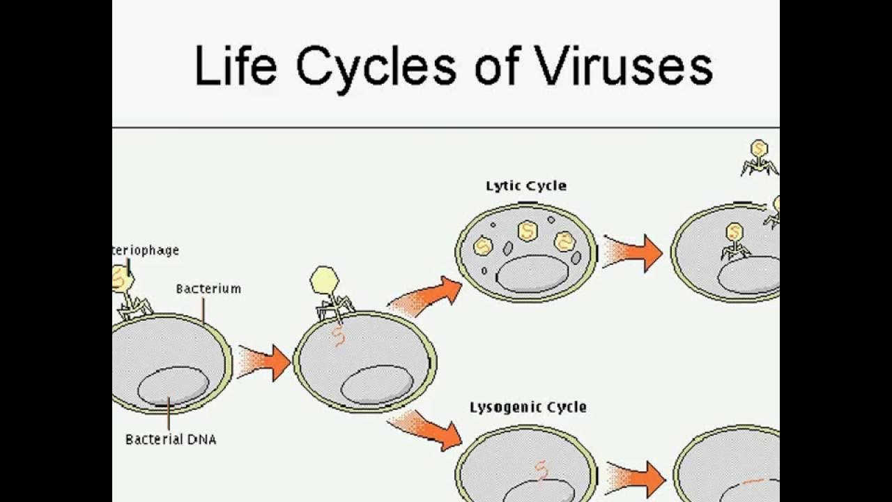Цикл бактерии. Жизненный цикл вирусов бактерий. Схема взаимодействия бактериофага с бактериальной клеткой. Жизненный цикл бактериофага схема. Литический жизненный цикл вируса.