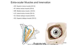 Cybersight_Strabismus - Extraocular muscles tutorial 1