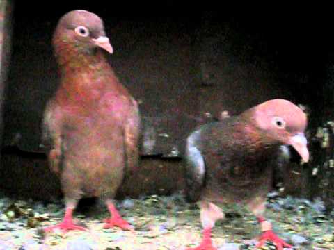 Roller Pigeon For Sale In Tamilnadu By Parthiban Sundaram