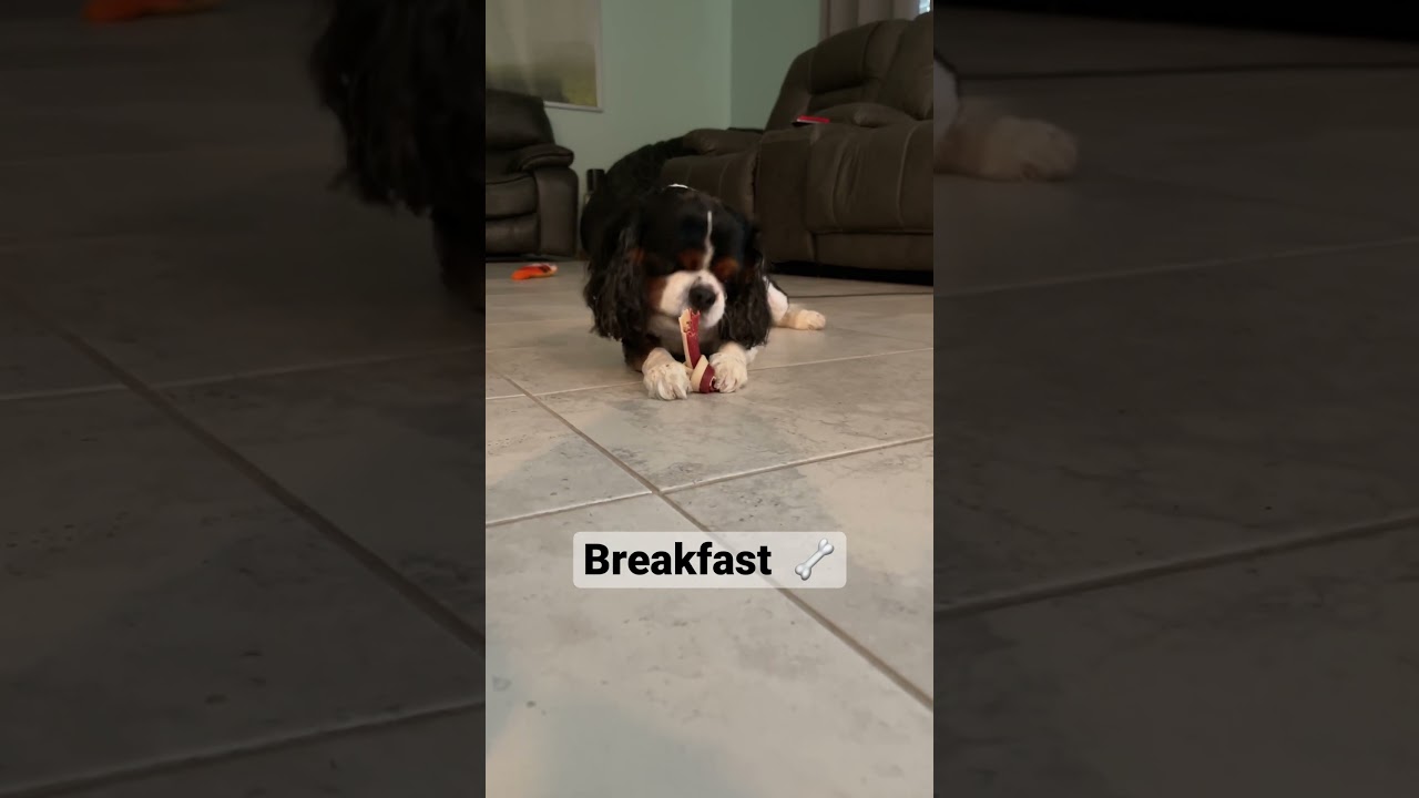 Early morning bone breakfast with some snorts and crunches.