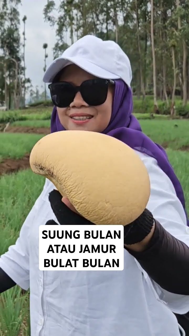 JAMUR LANGKA DI AREA KEBUN BAWANG