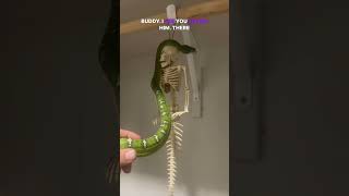 Snakes playing