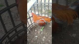 Download Lagu AYAM PAMAGON #ayamberkualitas #ayam #ayambangkokindonesia #shortvideo MP3