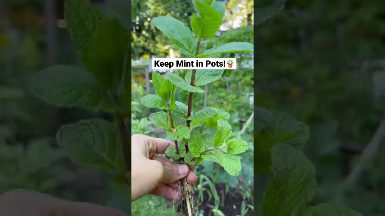 Keep Mint in Containers! 🪴 #shorts