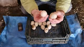 Мускусная утка (индоутка). Подготовка гнезда и выбор яиц для утят. Как тестировать яйца?