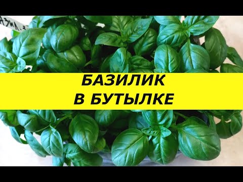 ТЕПЕРЬ БАЗИЛИК НА ОКНЕ ВЫРАЩИВАЮ ТОЛЬКО В БУТЫЛКЕ , БЕЗ ПИКИРОВКИ! ДЕЛЮСЬ СЕКРЕТАМИ !